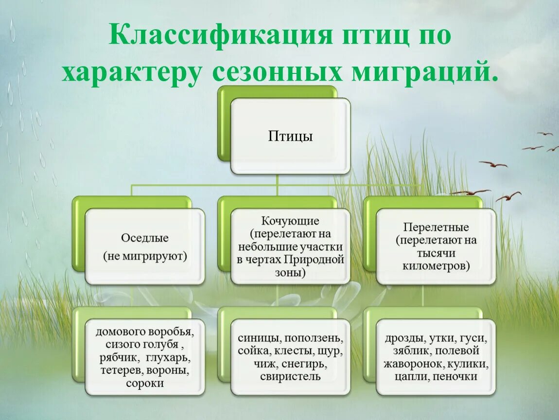 Разделите птиц на группы по способу питания. Классификация птиц по характеру сезонных миграций. Классификация птиц таблица. Класс птицы классификация. Классификация птиц схема.