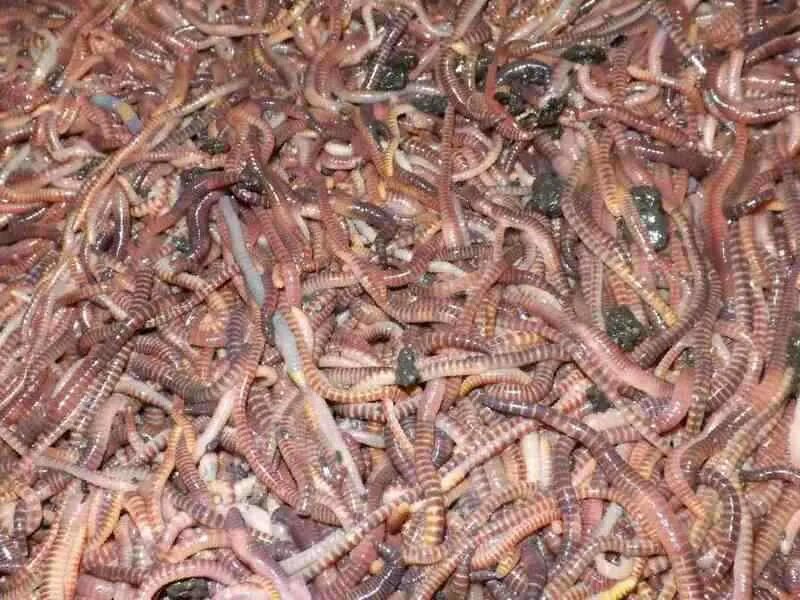 Черви опарыш белый красный. Черви опарыш белый красный. Черви опарыши. Черви опарыши. Опарыши для рыбалки.