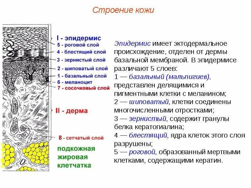 Наименование и взаимное расположение слоев эпидермиса Типы коллагена просто о сложном ЗаПитание