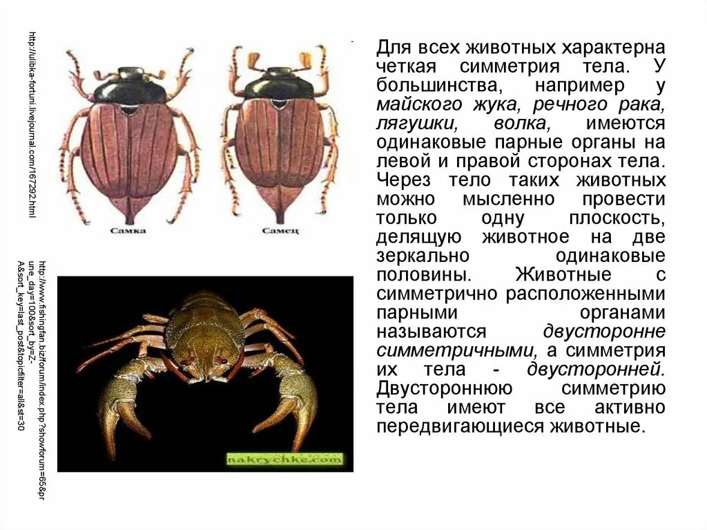 Членистоногие животные с симметрией тела. Майский жук признаки членистоногих. у речного ракасимпетрия тела. органы чувств майского жука. признаки майского жука.
