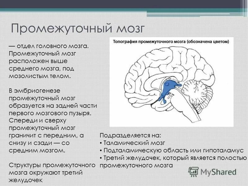 Промежуточный отдел функции. Промежуточный мозг отделы внутреннее строение. Промежуточный мозг, его отделы, строение. Промежуточный мозг строение и функции. Строение отдела головного мозга промежуточный мозг.