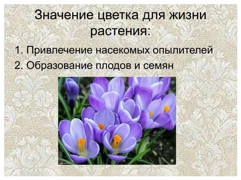 Что значит жизнь кратко. Значение цветка. Значение цветка для растения. Цветы означающие. Роль цветка.