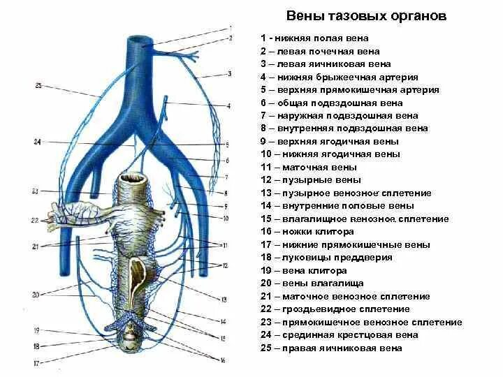 Венозное сплетение таза. Наружная подвздошная вена анатомия. Внутренняя подвздошная вена схема. Наружная подвздошная вена анатомия. Венозное сплетение таза.