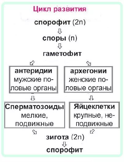 Гаметофит и спорофит у растений таблица. Гаметофит и спорофит у растений цикл. Гаметофит спорофит таблица. Жизненные циклы растений гаметофит и спорофит таблица. Продолжительность жизни гаметофита