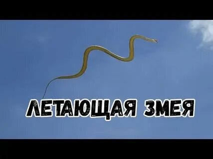 Почему змеи летают