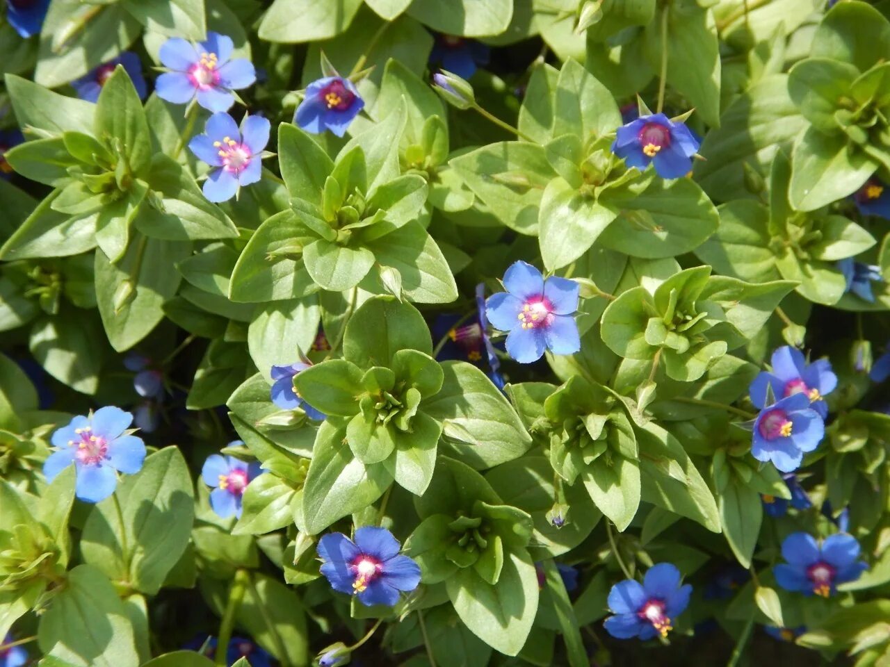 Анагаллис. Анагалис крупноцветковый. Очный цвет полевой (Anagallis arvensis). Анагалис крупноцветковый синеглазка