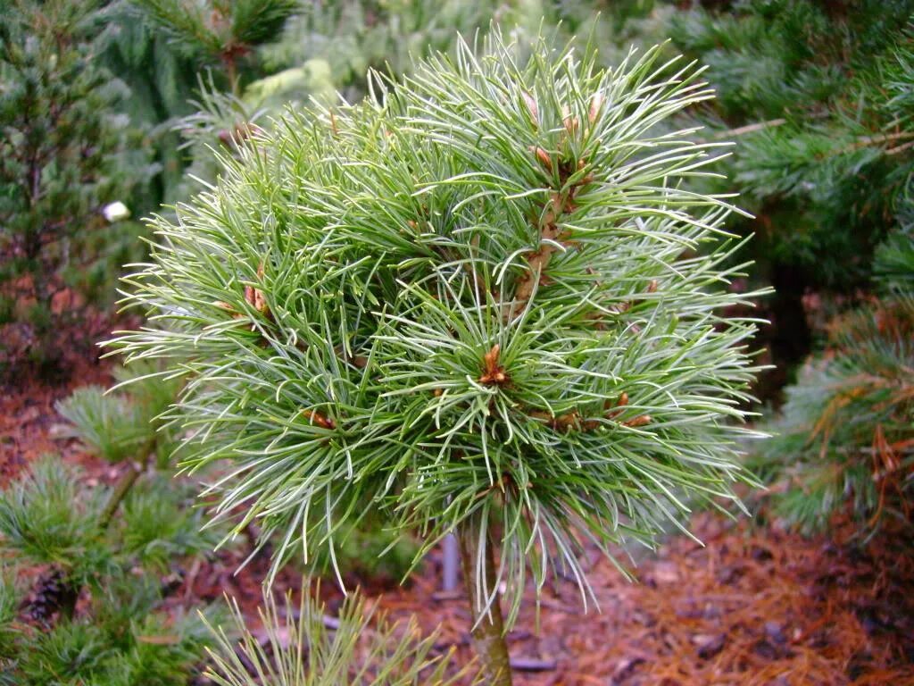 Малая хвойная. Pinus parviflora Bunty. Pinus parviflora 'Bunty' (pa). Pinus strobus Sea Urchin. Сосна parviflora Kim.