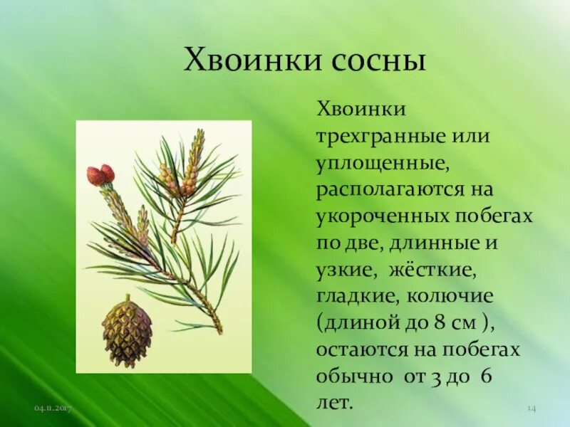 Сколько хвойных. Строение побега сосны обыкновенной. Укороченный побег сосны с хвоинками. Сосна обыкновенная шишки и хвоинки. Сосна обыкновенная хвоинки 4 класс.