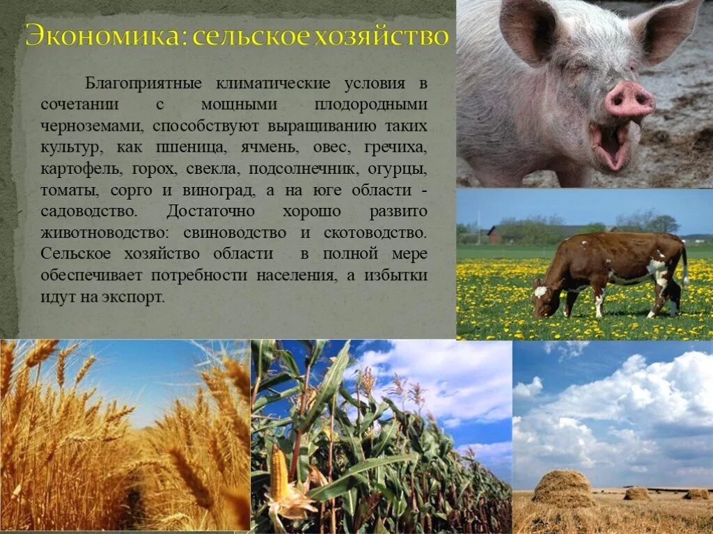 Экономика воронежского края. Экономика Воронежской области сельское хозяйство. Презентация на тему сельское хозяйство. Экономика родного края сельское хозяйство. Сообщение о сельском хозяйстве.