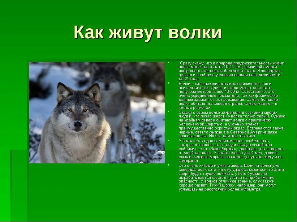 Сколько лет живут волки. Продолжительность жизни волеп. Информация о волке. Интересные факты о волках 3 класс. Описание волка.