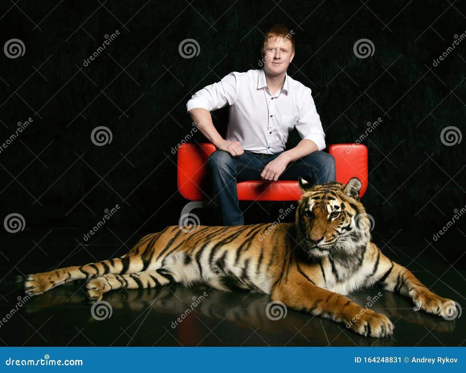 Мужчина тигр в браке. Знаменитости тигры. Тигр человек джинсы. Тигр в рубашке сидит на матрасе видео.