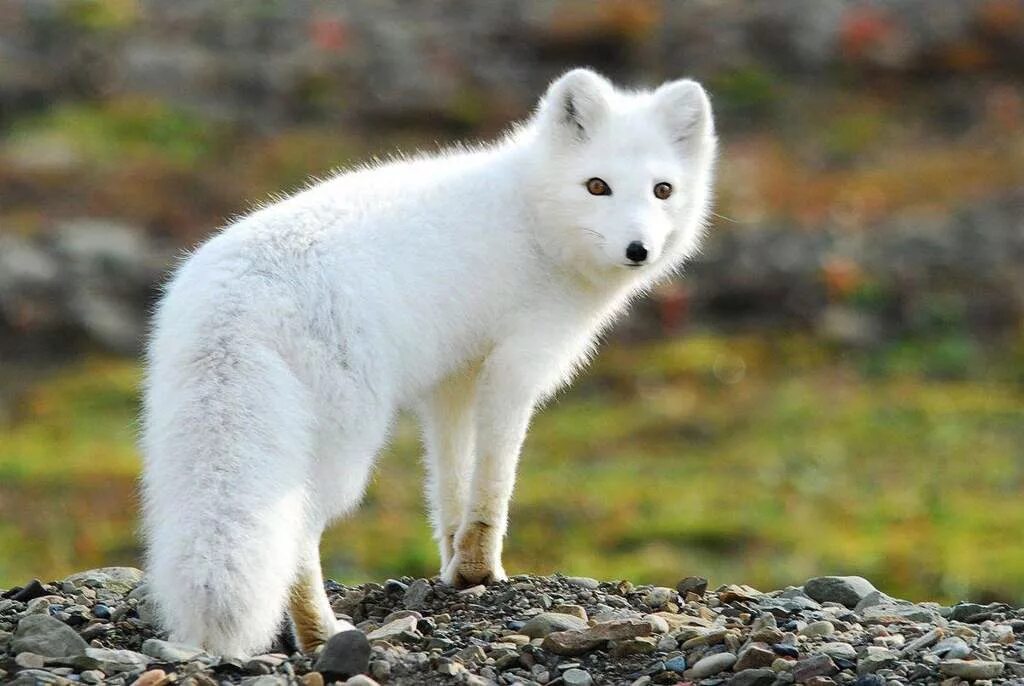 песец полярная лиса. песец хищный. тундровый голубой песец. северокурильский песец. песец белый.