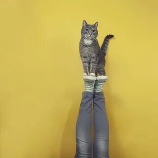 Leg cat