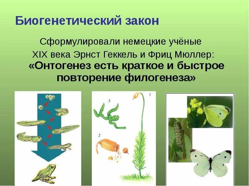 Онтогенез есть повторение филогенеза. Биогенетический закон. Биогенетический закон Геккеля Мюллера. Биогенетический закон сформулировали. Биогенетический метод.