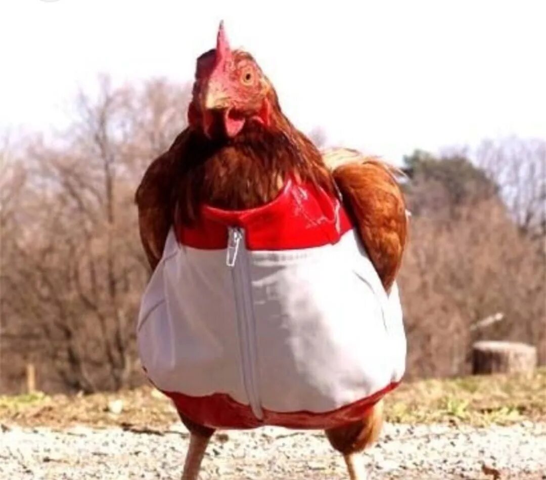 Курица первого дня. Смешные куры. Баба курица. Курица в одежде. День курицы.