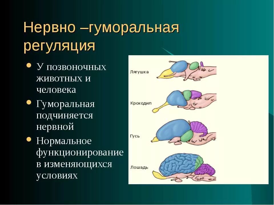 Гуморальная регуляция мозга. Гуморальная регуляция процессов жизнедеятельности организма. Гуморальная регуляция человека. Регуляция у животных. Нервная регуляция у животных.