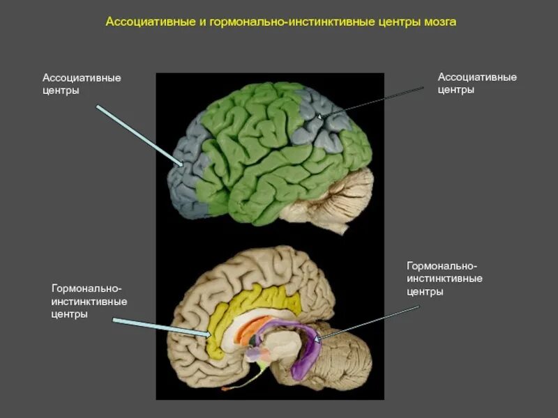 Ассоциативные системы. Ассоциативные зоны мозга. ассоциативные структуры мозга. ассоциативные центры. отделы головного мозга ассоциативные.