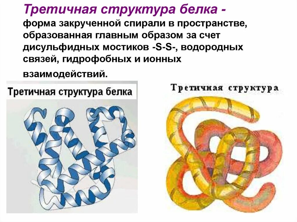 Формы белка. Форма третичной структуры белка. Дисульфидные связи структура белка. Дисульфидные связи в первичной структуре белка. Третичная структура белка строение.