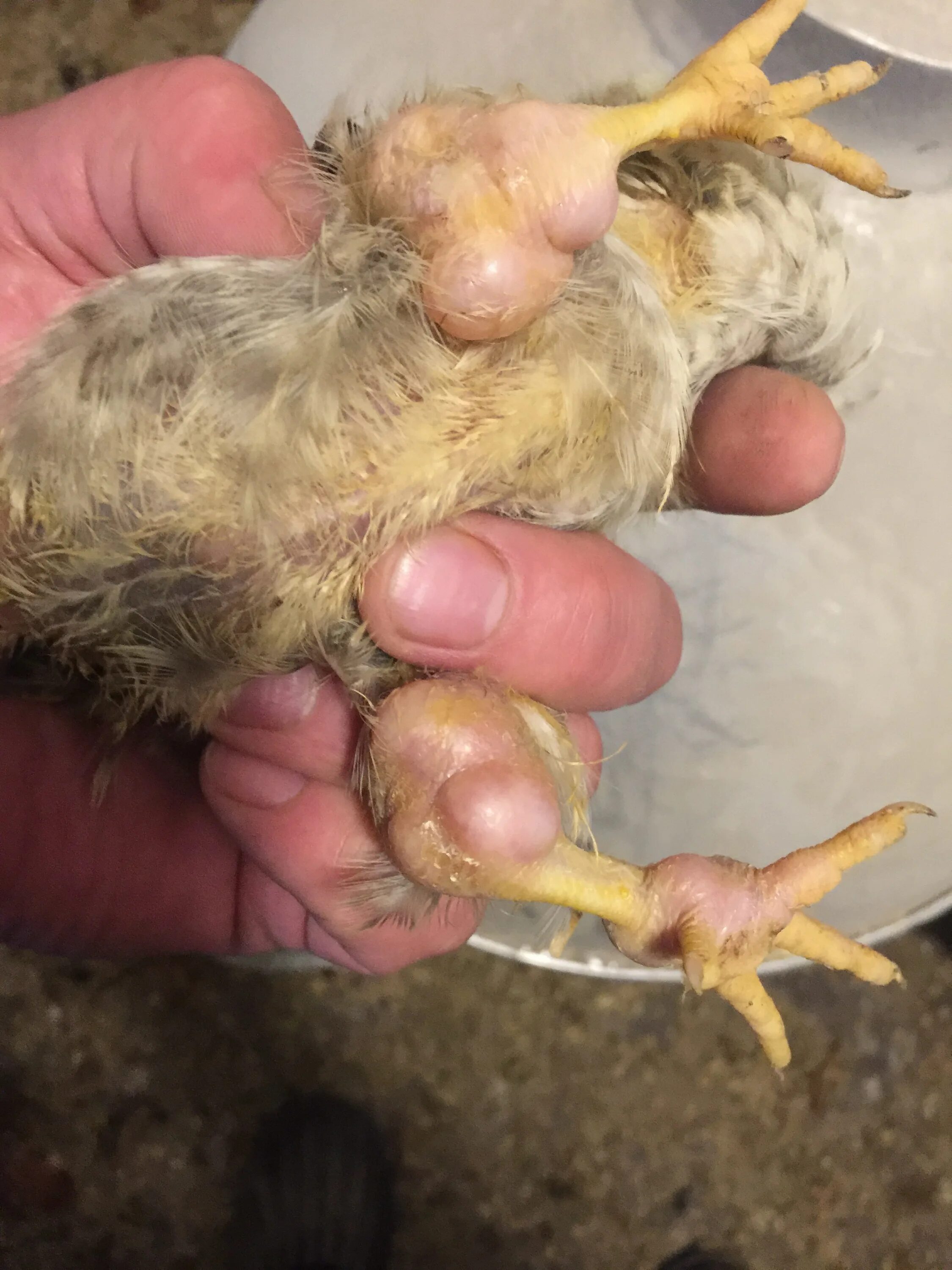 Размножение куриц