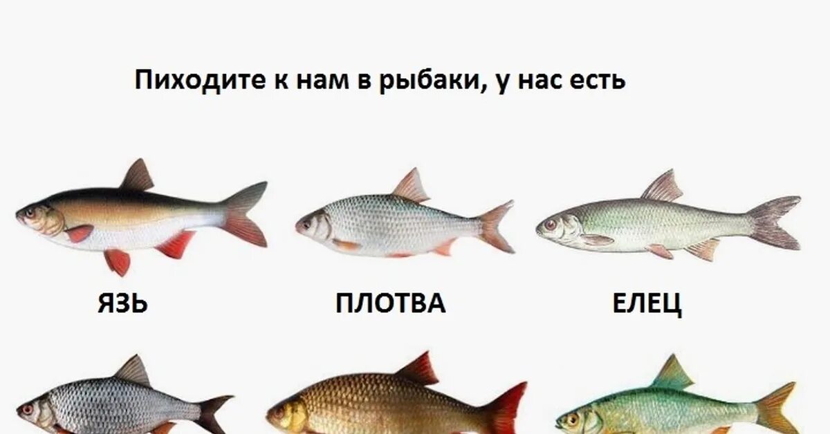 Плотва отличия. Голавль , язь , жерех, плотва. язь жерех голавль. язь голавль плотва красноперка отличия. плотва язь голавль.
