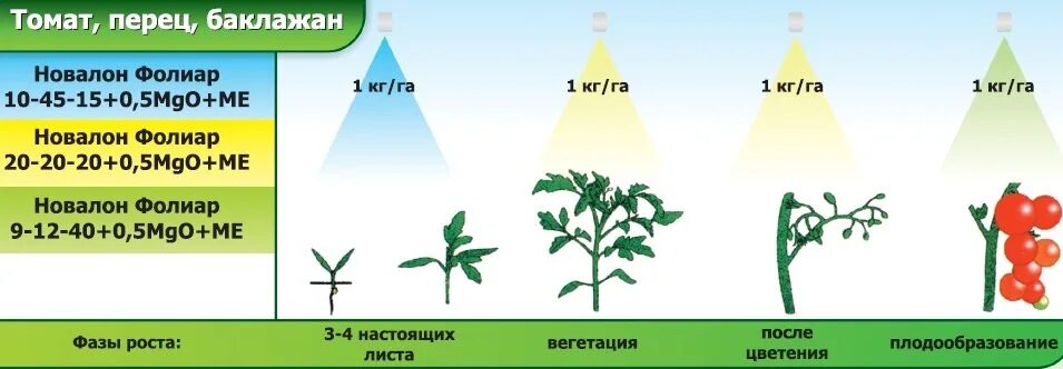 Фазы развития томатов. Схема удобрения рассады томатов. схема подкормки рассады помидор. схема подкормки перца таблица. фазы роста растений томата.