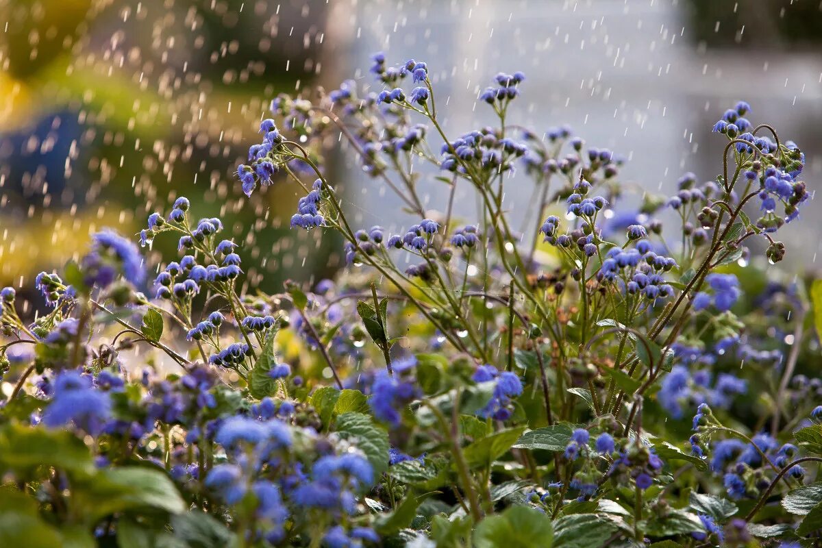 После летнего дождика. Летний дождь. Дождик и цветы. Лето дождь. Полевые цветы после дождя.