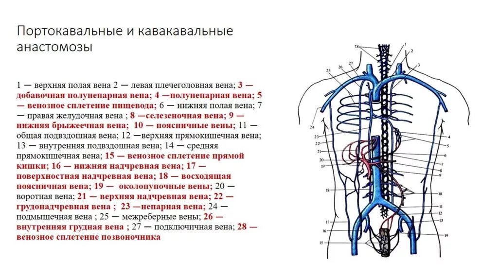 Система верхней полой вены правая половина. Верхняя полая Вена анатомия схема. Нижняя полая Вена анатомия схема. Нижняя брыжеечная Вена анастомозы. Венозная система верхняя полая Вена.