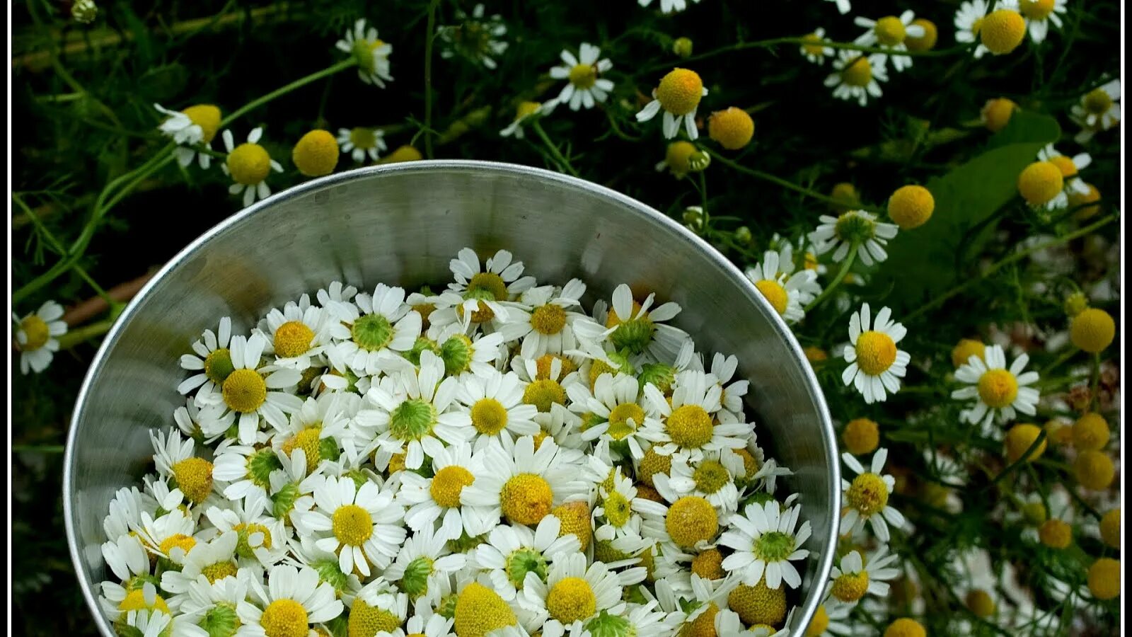 Ромашка аптечная (Matricaria Chamomilla). Matricaria recutita. Ромашка Западная (Matricaria occidentalis). Ромашка голубая (Matricaria Chamomilla).. Ромашки лекарственной цветки