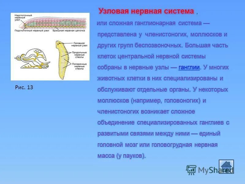 Имеет разбросанную узловую нервную систему. Имеет разбросанную узловую нервную систему