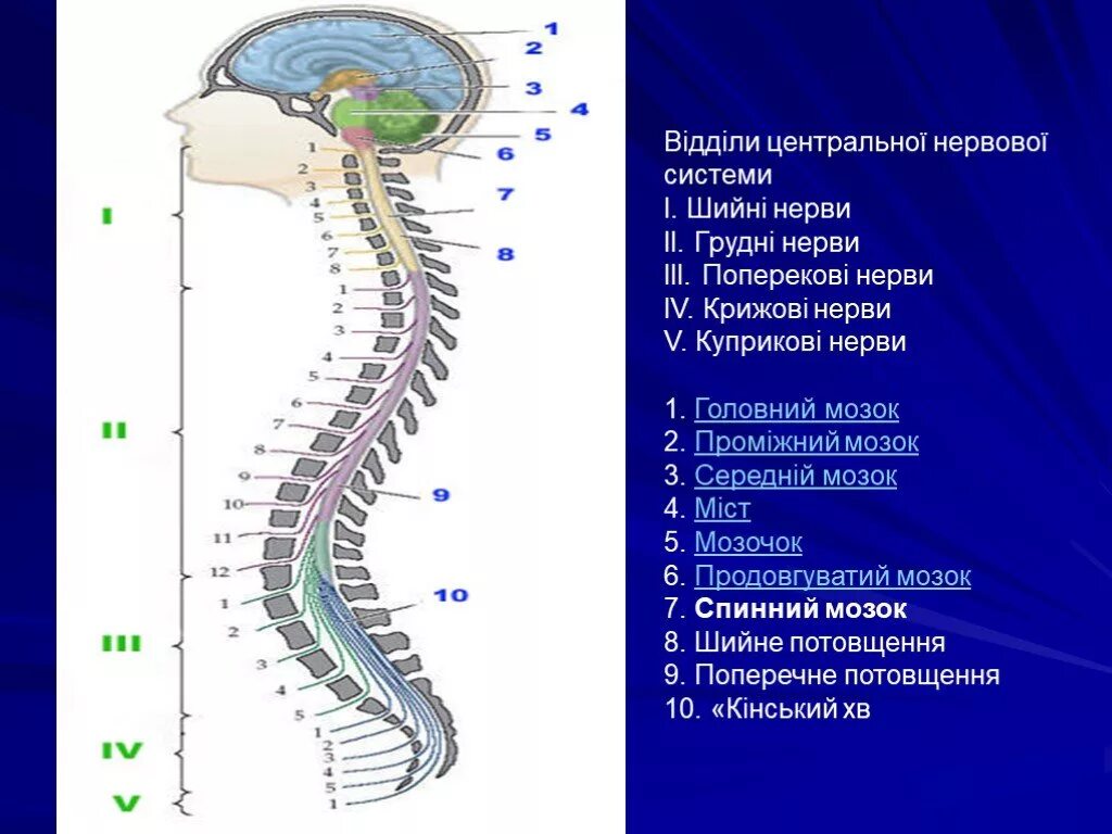 Тест по биологии головной и спинной мозг. Внешнее строение спинного мозга. Презентация на тему спинной мозг. Спинной мозг 8 класс биология. Презентации по биологии головной и спинной мозг.