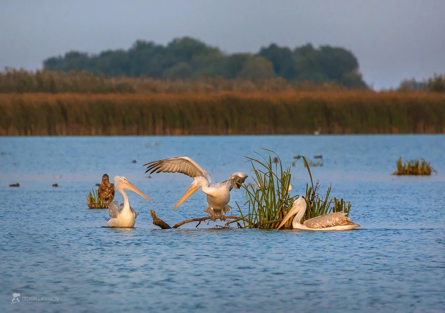 Пеликаны в дельте волги. Природа астраханского края. Ростовский астраханский край. Астраханская область дельта волги. Река волга астрахань.