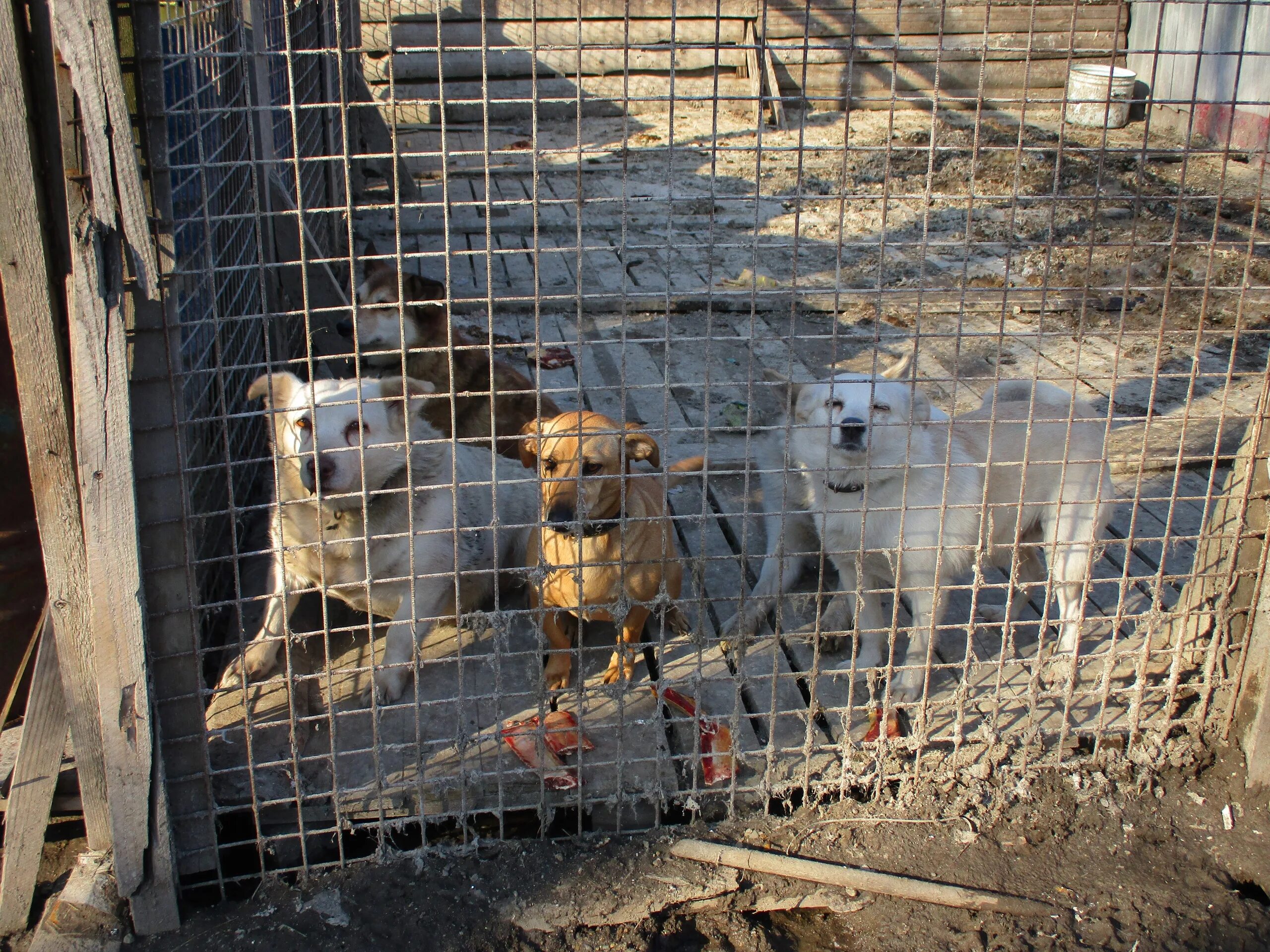 Зоощит череповец приют для животных. Приют череповец. Приют для бездомных собак череповец. Приют спас череповец. Зоощит череповец приют для животных.