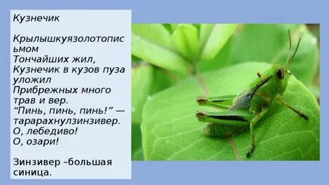 Кузнечик на украинском языке