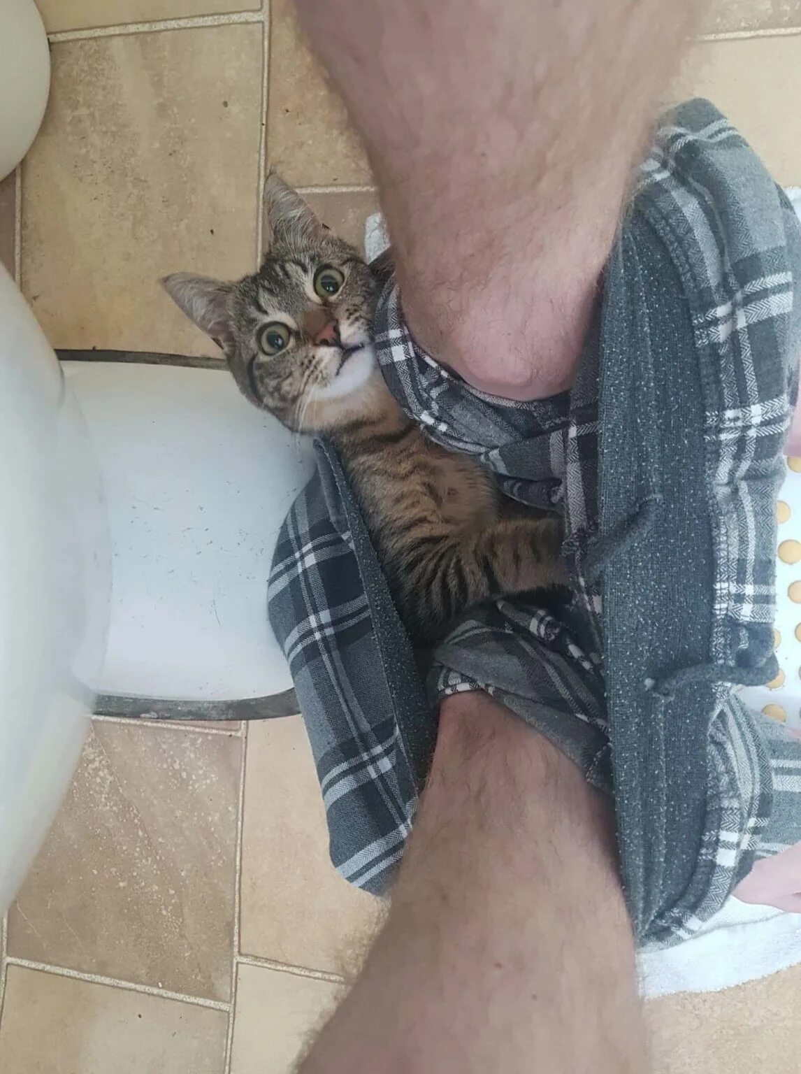 Бесстыжие коты. Бесстыжие коты. Бесстыжий кот. Бесстыжий кот. Бесстыжие коты.