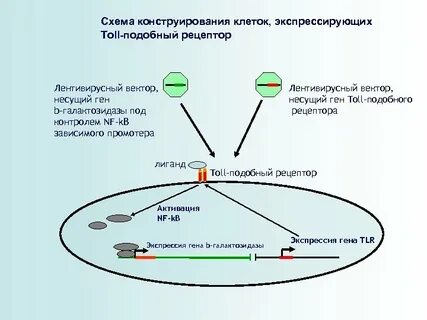 Экспрессировать