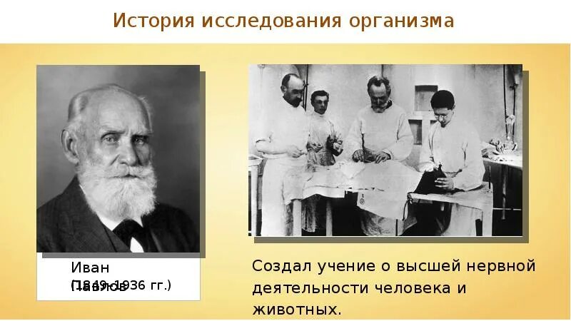 Исследования тела человека. История изучения организма человека. Наука о высшей нервной деятельности. Учение о высшей нервной деятельности создал. Создал науку о высшей нервной деятельности..