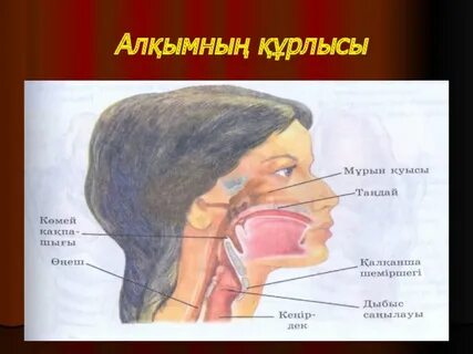 Мұрын саңылауы