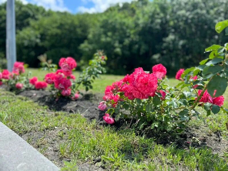 долина роз могилев