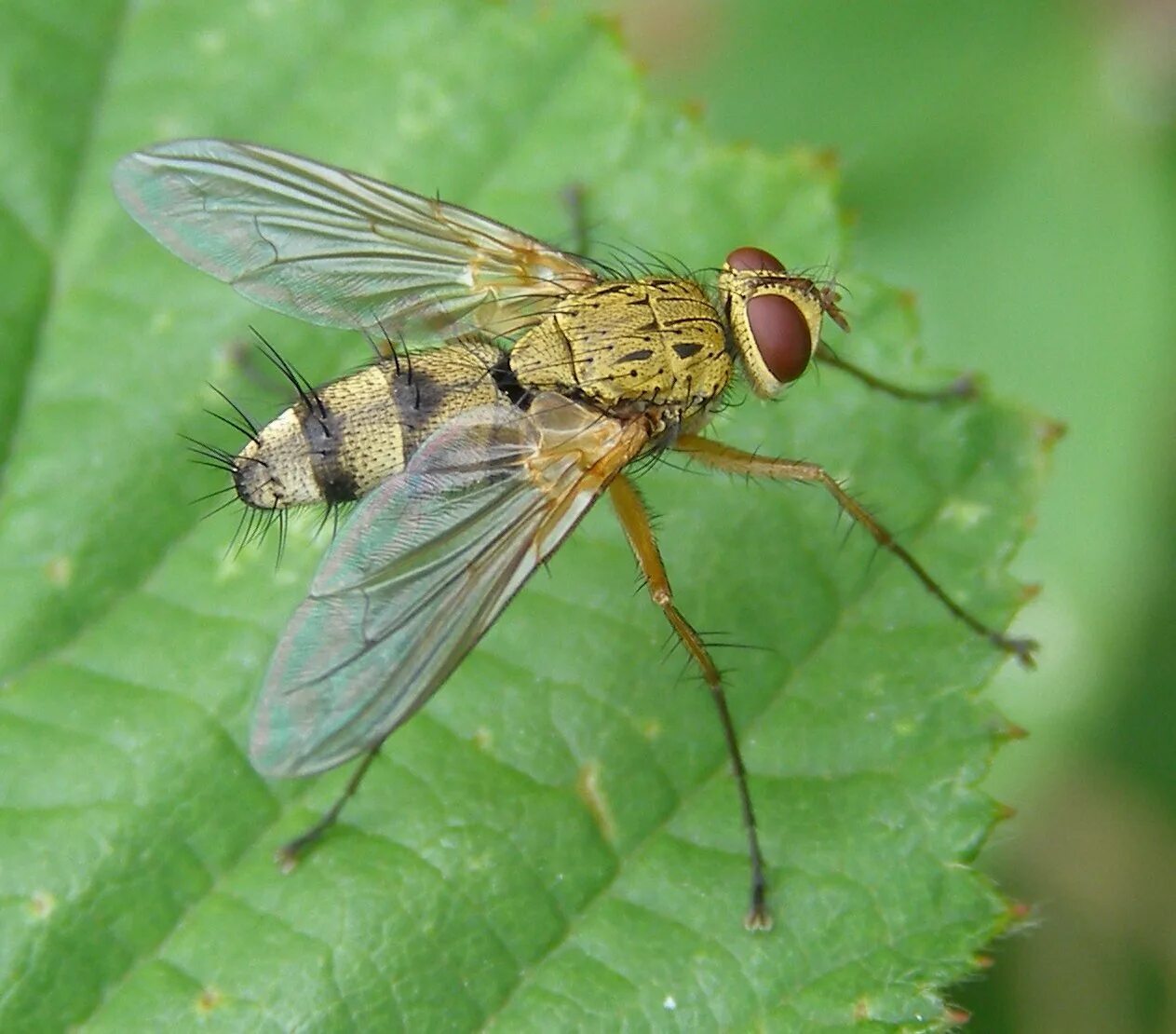 S. муха тахина. мухи тахины фото. мухи-тахины (ежемухи). муха тахина.