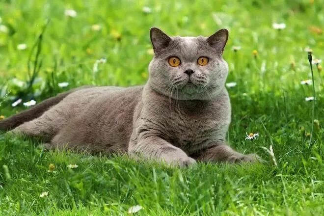 Как выглядит английская кошка Blue British Shorthair kitten winking on grey background British shorthair kitte
