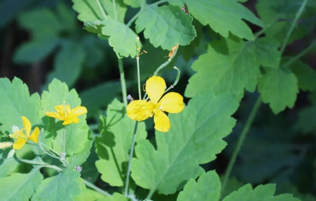 Листья чистотела. Chelidonium majus. Чистотел Лесной. Chelidonium. Хелидониум (чистотел).. Чистотел бородавник.