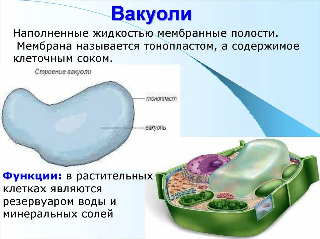 Крупная вакуоль растительной. Строение и функции вакуоли клетки. Строение и функции вакуолей. Вакуоль строение мембрана.