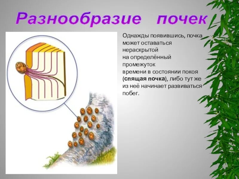 Какую функцию выполняют спящие почки. Спящие почки растений. спящие почки. спящие почки у деревьев.