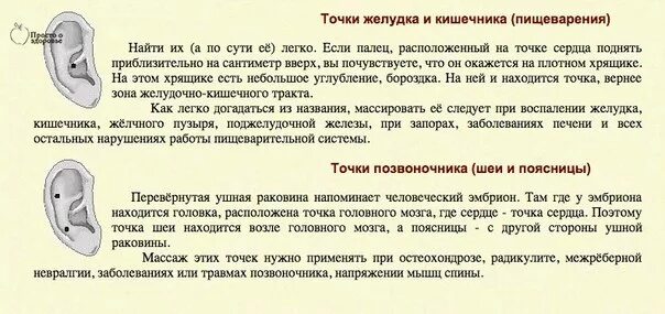 Активные точки на ушах для снижения веса. Точки на ушной раковине для похудения. Акупунктурные точки на ухе для похудения. Точки на ушной раковине для снижения веса. Козелковый массаж уха