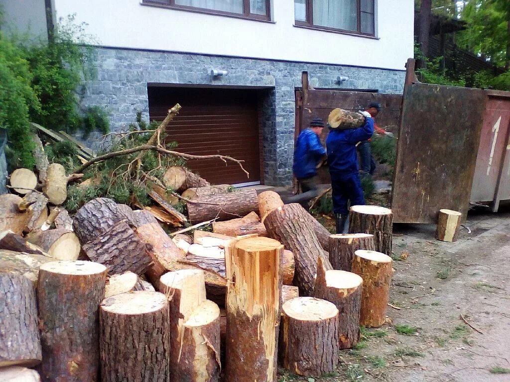Тридоктор арборист. Валка деревьев на участке. Валка деревьев на участке. Спил деревьев арбористика. Спил деревьев на участке.