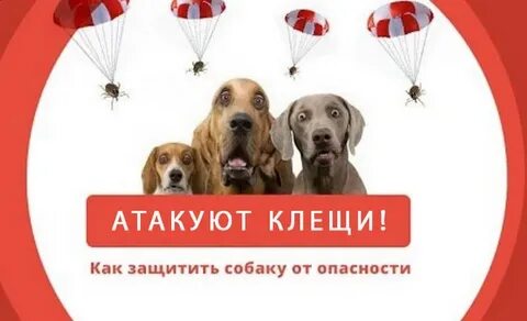 Опасность клещей для собак