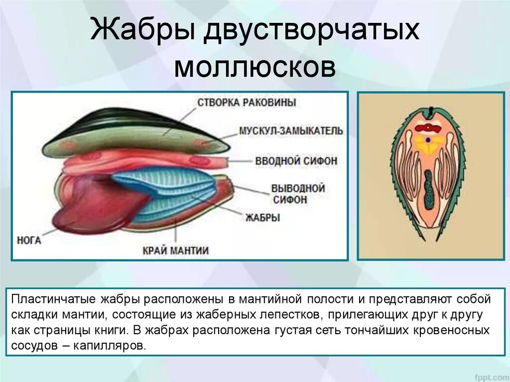 Орган дыхания устрицы. Двустворчатые моллюски дыхание. Дыхательная система беззубки моллюски. Дыхательная система двустворчатых моллюсков. Органы дыхания — жабры беззубка.