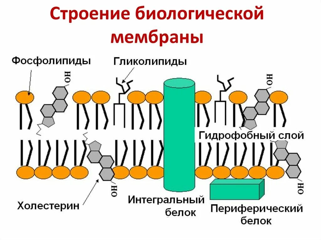 Строение клеточных мембран биохимия. Строение биологических мембран биохимия. Схема строения биологической мембраны. Состав биологической мембраны биохимия.