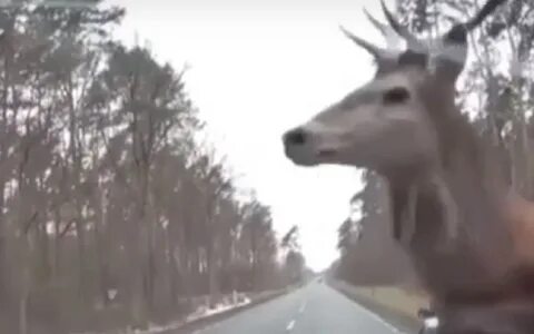 Оленей была бы более грозной