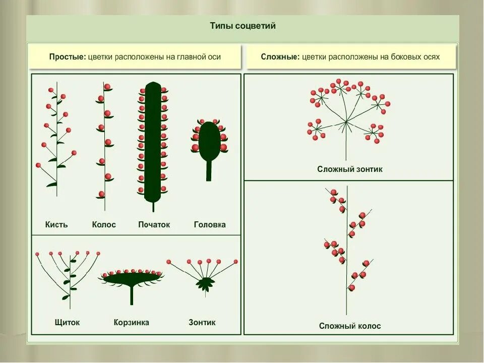 Схема типов соцветий 6 класс биология. Строение соцветий 6 класс биология. Схемы соцветий 6 класс биология. Простые и сложные соцветия 6 класс биология. Виды соцветий и плодов